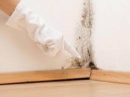 Best Emergency Mold Remediation in Langhorne Manor, PA